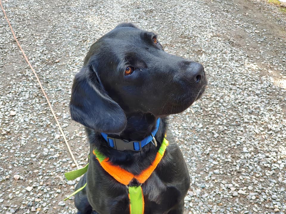 monty